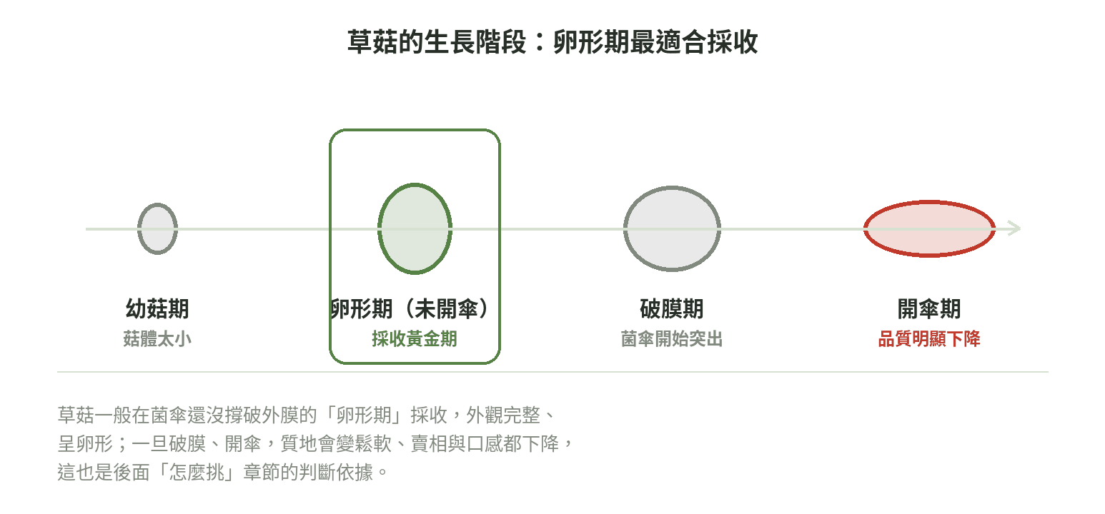 草菇生長階段示意圖：卵形期未開傘、破膜期、開傘期外觀變化