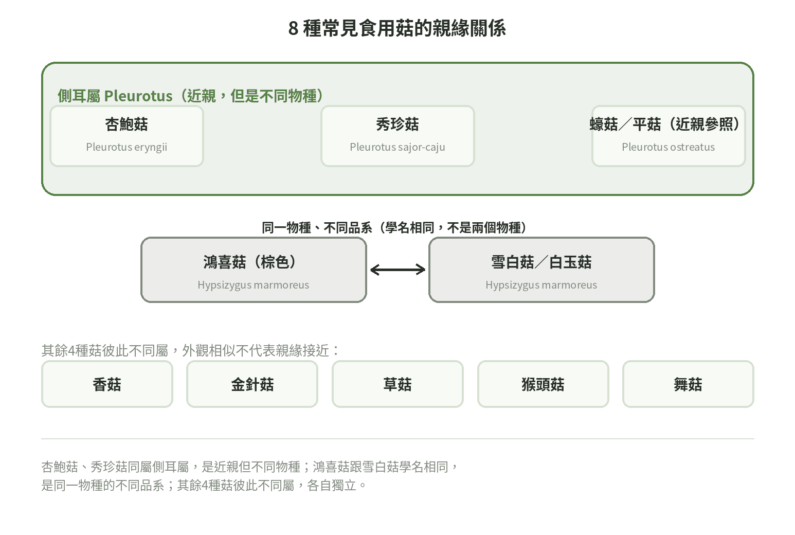 8種常見食用菇親緣關係圖：杏鮑菇、秀珍菇同屬側耳屬但不同物種，鴻喜菇跟雪白菇學名相同、是同一物種不同品系，其餘4種菇彼此不同屬