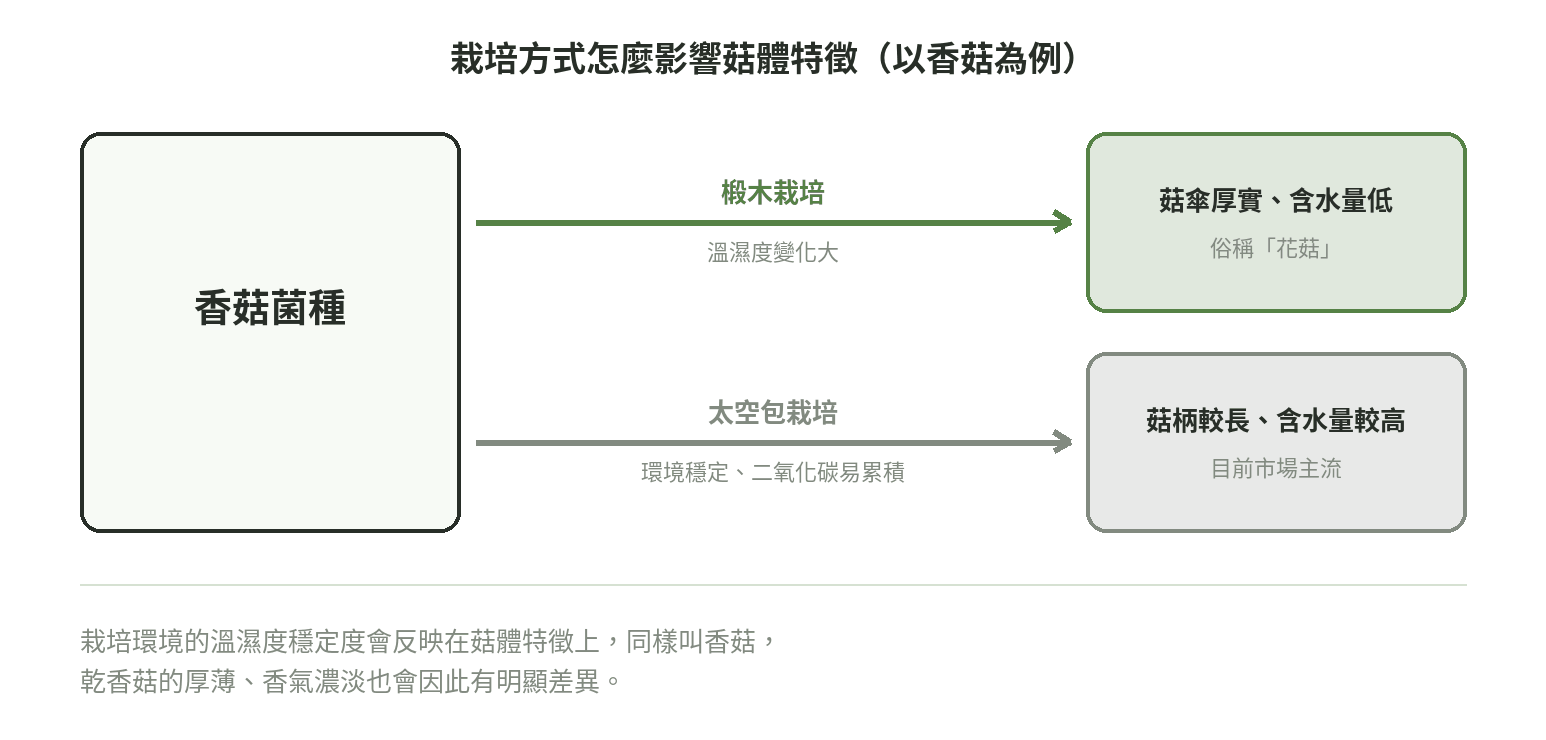 栽培方式如何影響菇體特徵流程圖：椴木栽培溫濕度變化大，菇傘厚實含水量低；太空包栽培環境穩定，菇柄較長含水量較高