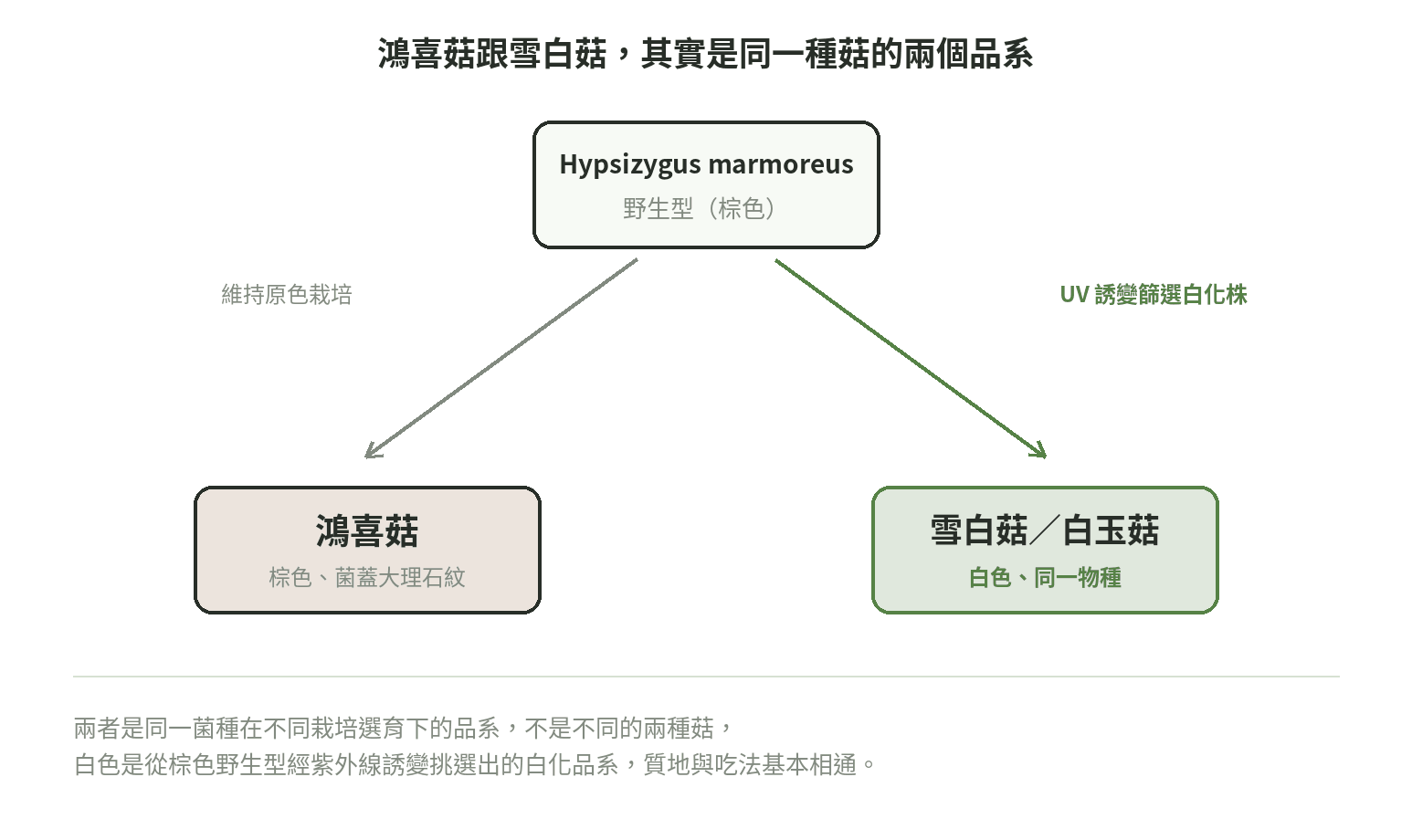 鴻喜菇與雪白菇品種分支圖：同一物種 Hypsizygus marmoreus 經栽培選育分出棕色與白色兩個品系