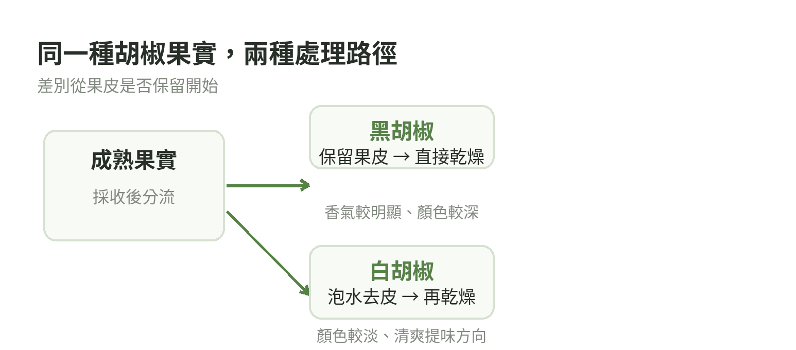 胡椒果實從採收、乾燥到黑胡椒與白胡椒的處理流程