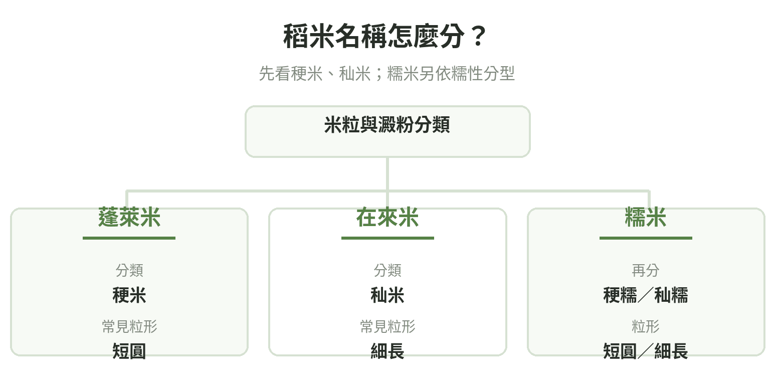 稻米名稱分類示意:蓬萊米對應稉米,在來米對應秈米;糯米再分稉糯與秈糯,不能只用長短判斷是否為糯米。