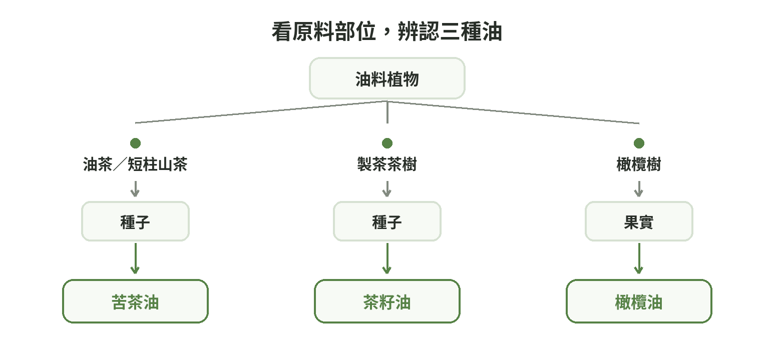 苦茶油來自油茶或短柱山茶種子,茶籽油來自製茶茶樹種子,橄欖油來自橄欖果實的來源分支圖