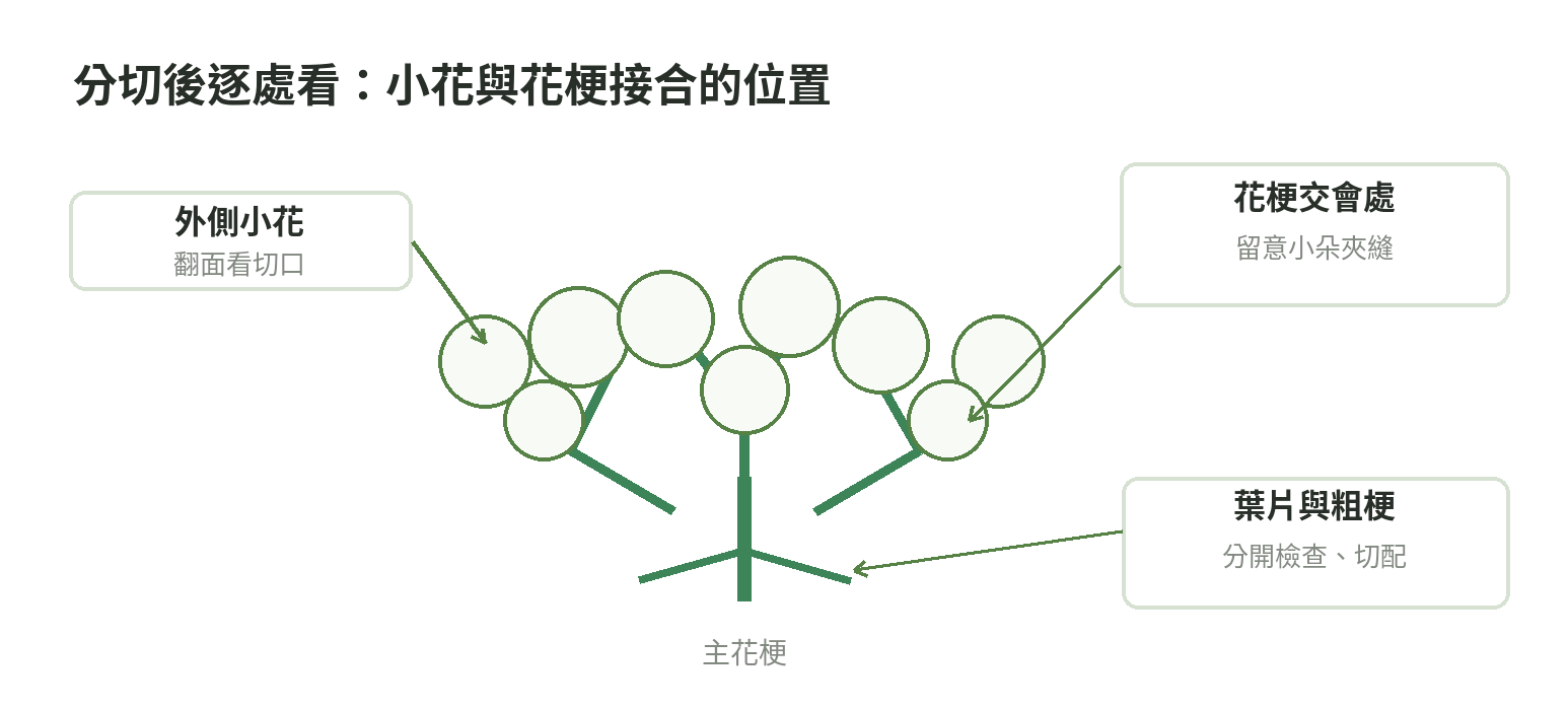 花椰菜花球示意圖，標出外側花朵、花梗交會處與葉片根部等清洗檢查位置