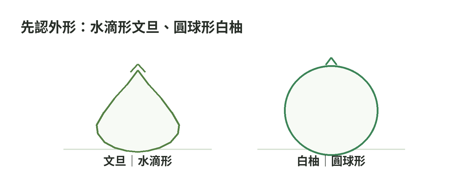 文旦外形較像水滴或倒梨，白柚外形較圓；示意圖用輪廓協助辨識品種外觀