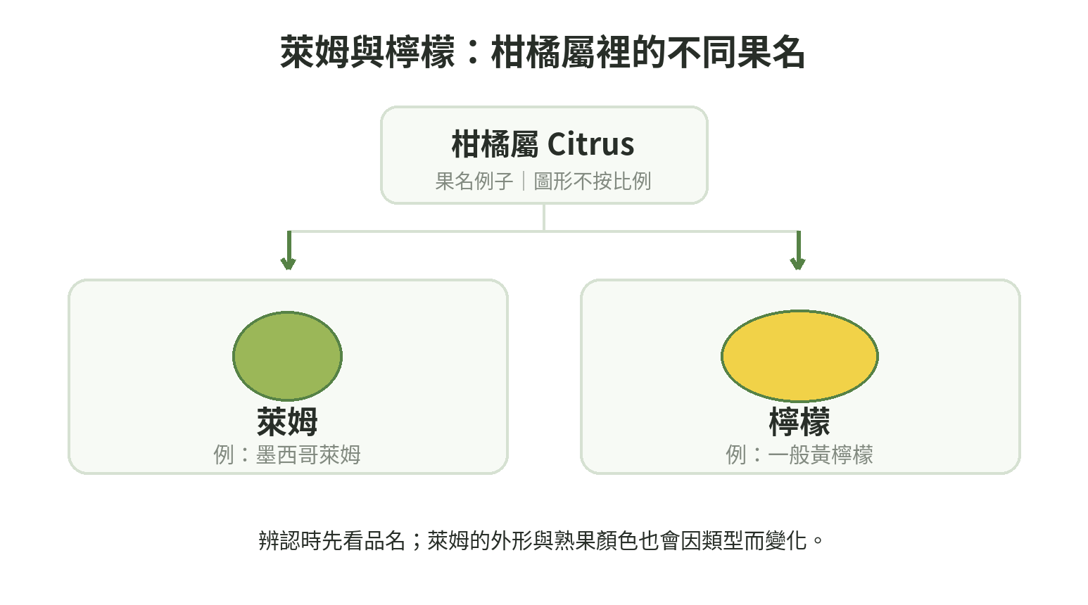 柑橘屬下以墨西哥萊姆與一般檸檬作為果名例子,並提醒示意圖不按比例