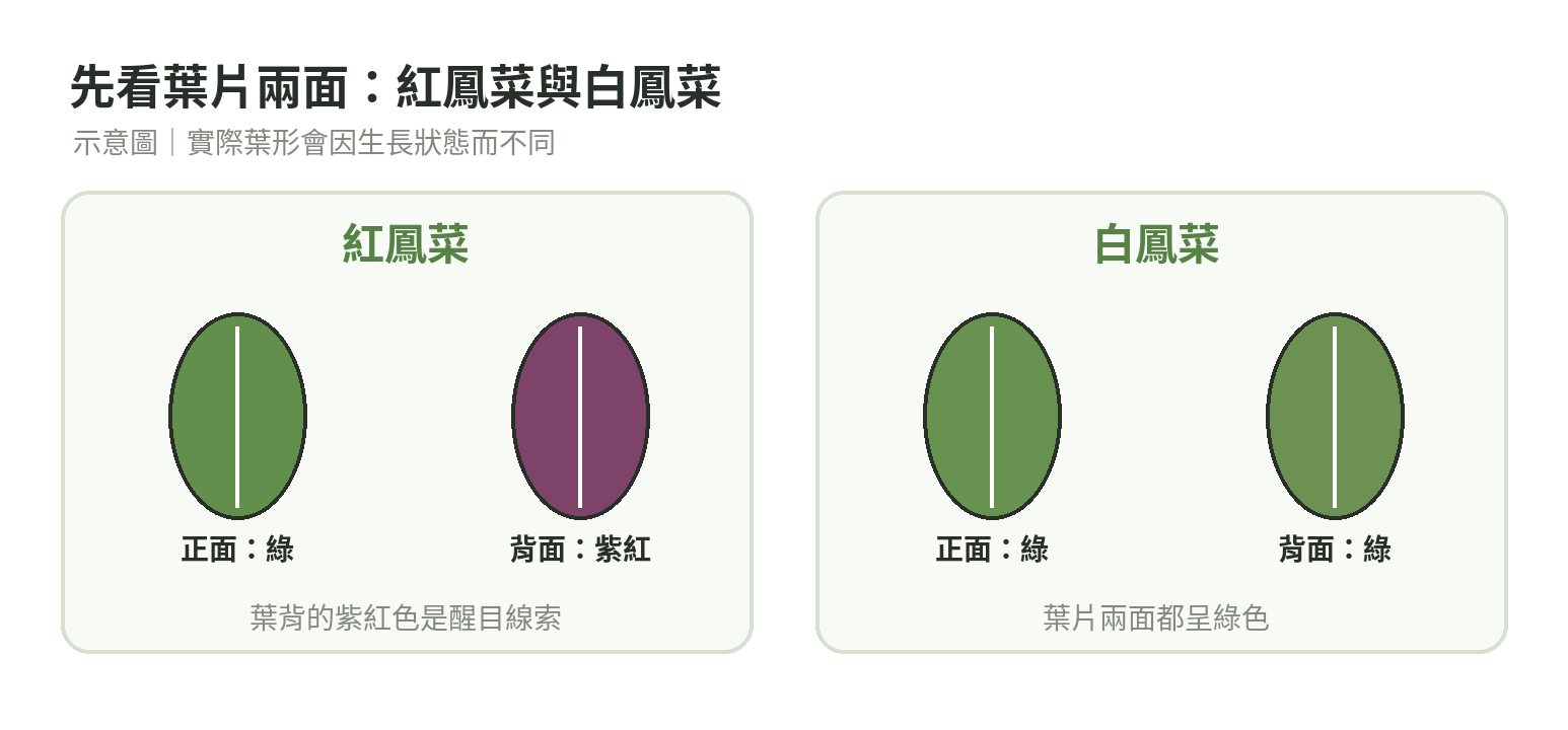 紅鳳菜葉片正面為綠色、背面呈紫紅;白鳳菜葉片正反兩面皆為綠色的示意圖