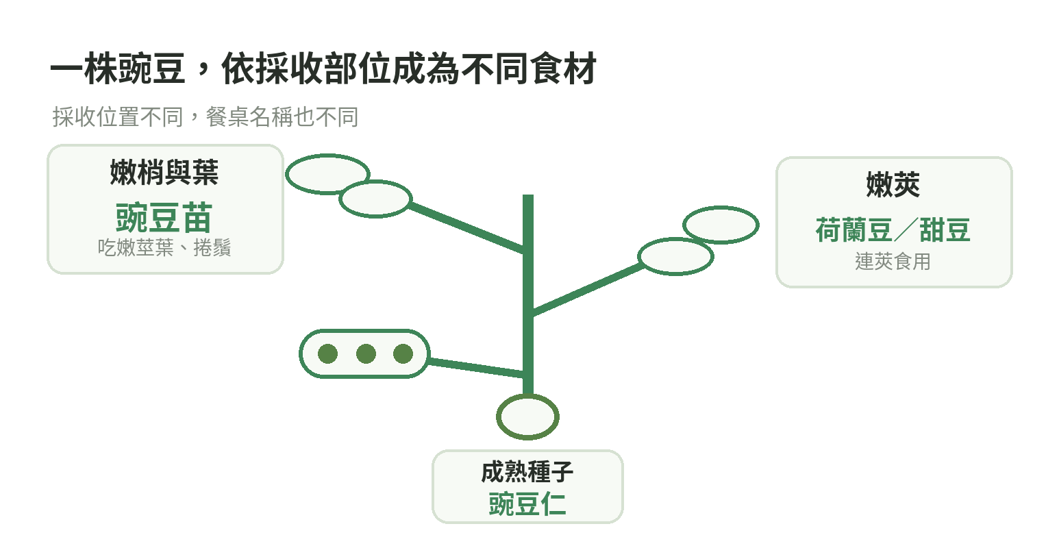 豌豆可食部位示意：嫩梢採作豌豆苗，嫩莢可作荷蘭豆或甜豆，成熟豌豆可取豆仁
