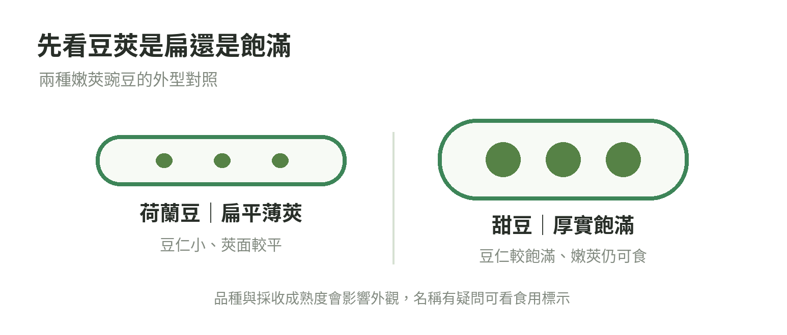 荷蘭豆扁平薄莢與甜豆較厚飽滿莢的外觀差異示意