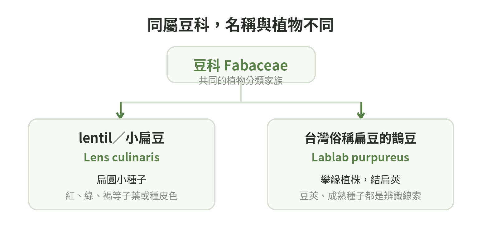 豆科下分成兩種不同植物:lentil(Lens culinaris)是扁圓小種子;台灣俗稱扁豆的鵲豆(Lablab purpureus)會攀緣並結扁莢。