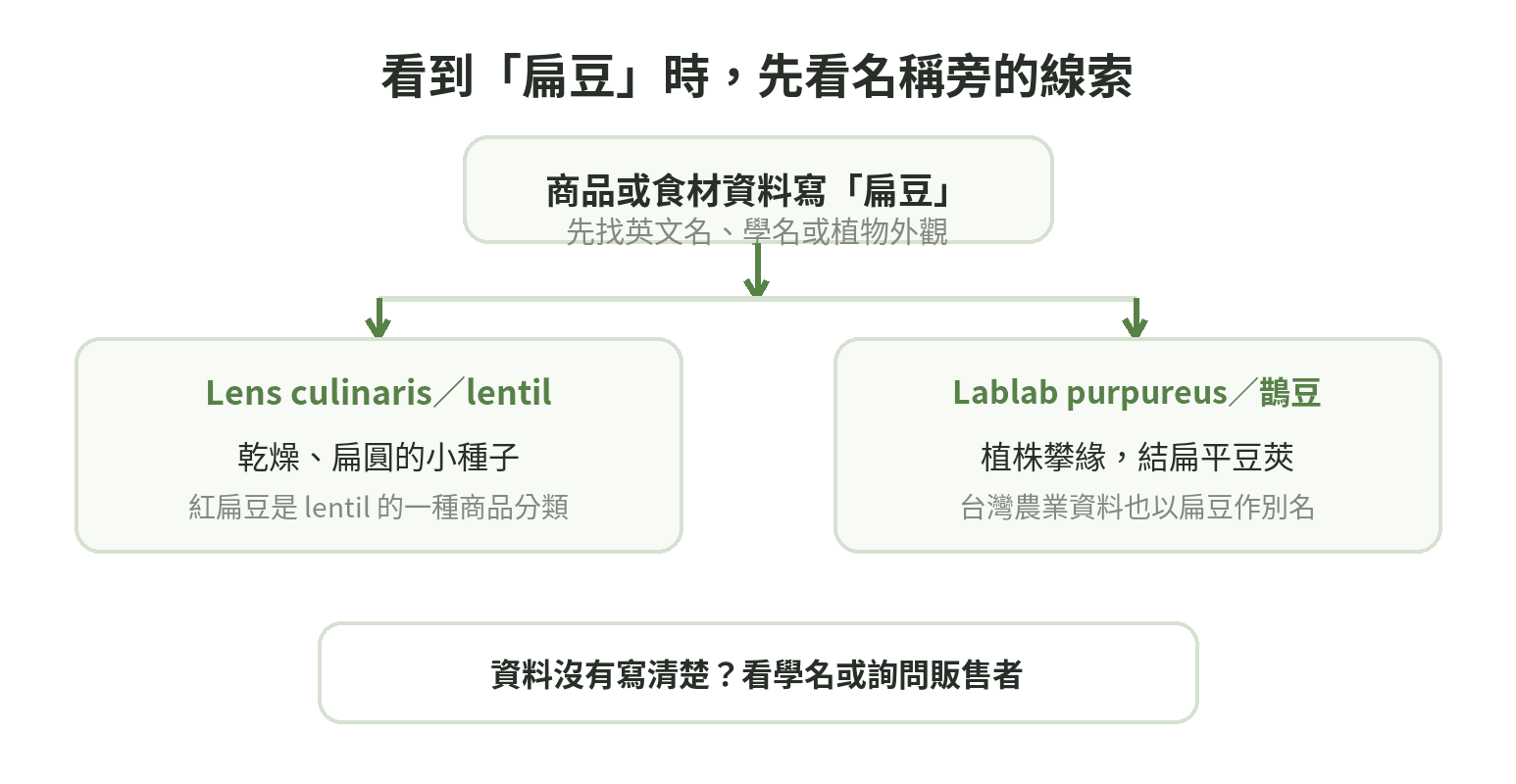 扁豆名稱辨識流程:看見扁豆先找英文名、學名或植物外觀;Lens culinaris/lentil 對應小扁豆與紅扁豆,Lablab purpureus/鵲豆則是台灣俗稱扁豆的豆莢植物。