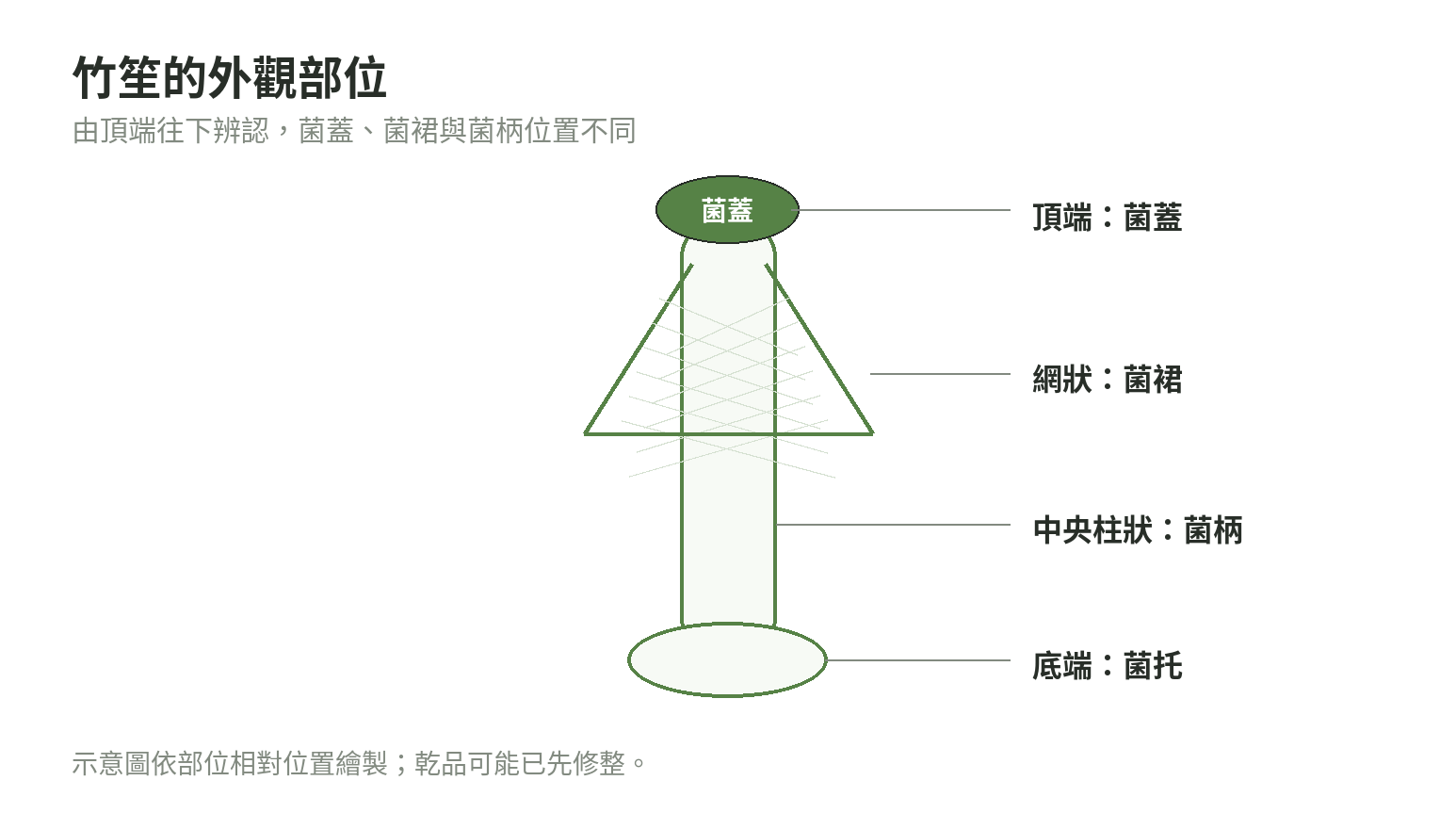 竹笙結構示意圖,從上到下標出菌蓋、菌裙、菌柄與菌托的位置。
