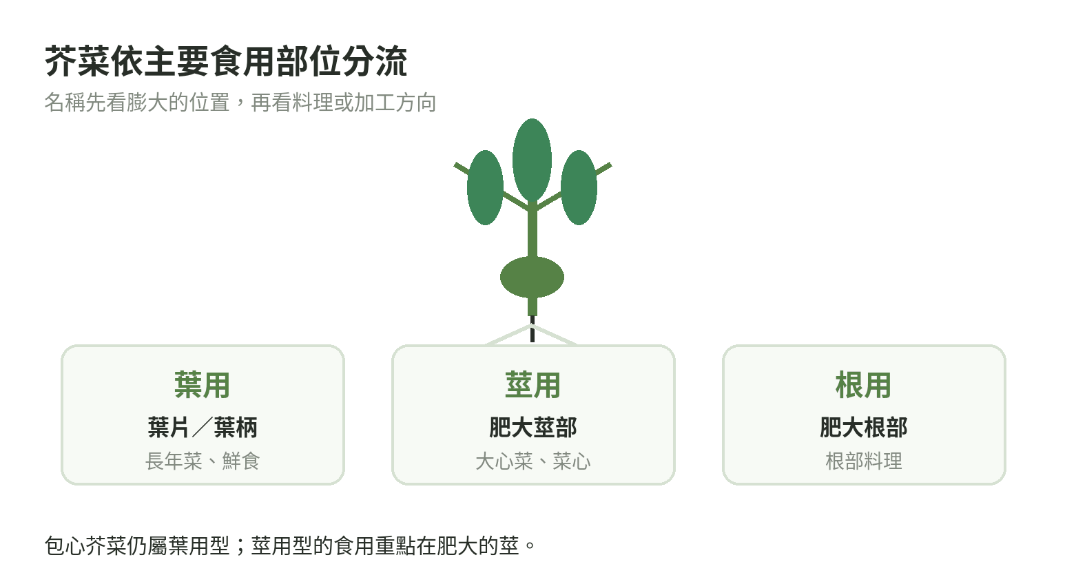 芥菜依主要食用部位分成葉用、莖用與根用,並標示各類用途