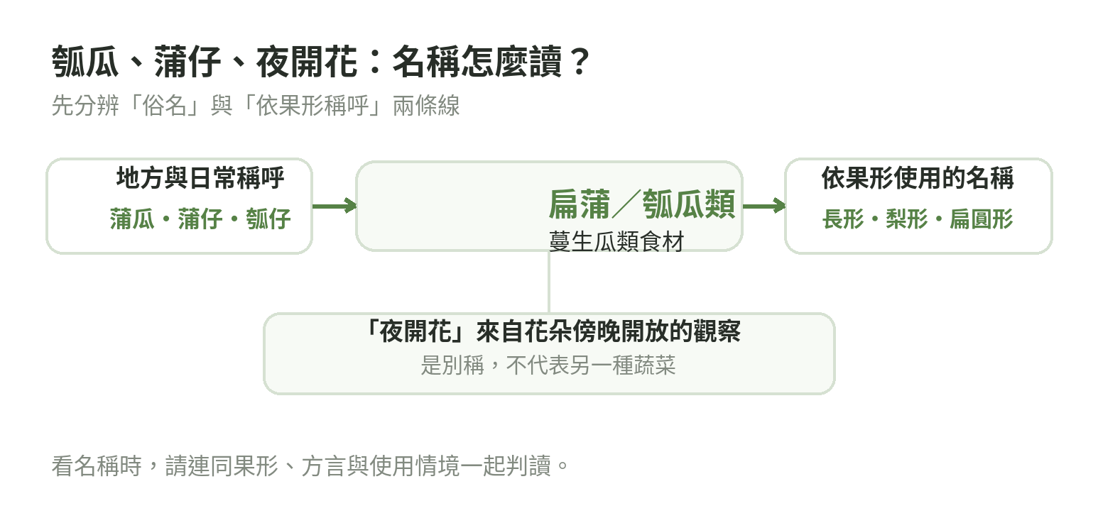 瓠瓜與扁蒲類食材的名稱關係圖:蒲瓜、蒲仔、瓠仔屬日常或地方稱呼,瓠瓜等名稱也會依果形使用,夜開花是依花朵傍晚開放而來的別稱。