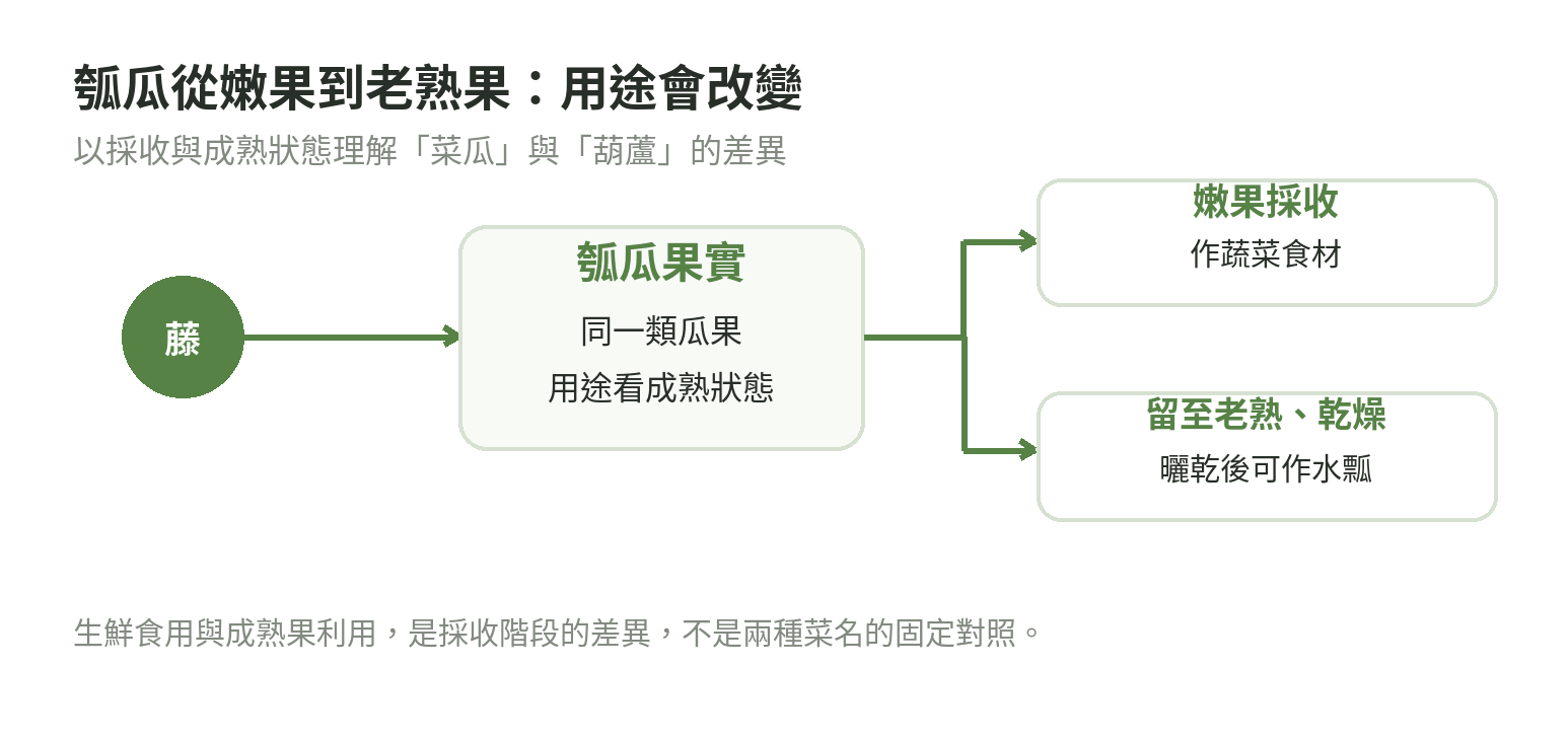 瓠瓜果實用途分支圖:嫩果採收可作蔬菜食材;老熟後曬乾可剖開作水瓢,說明差異來自成熟階段。