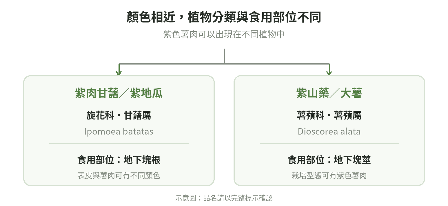分類圖:紫肉甘藷屬旋花科甘藷屬,食用地下塊根;紫山藥大薯屬薯蕷科薯蕷屬,食用地下塊莖