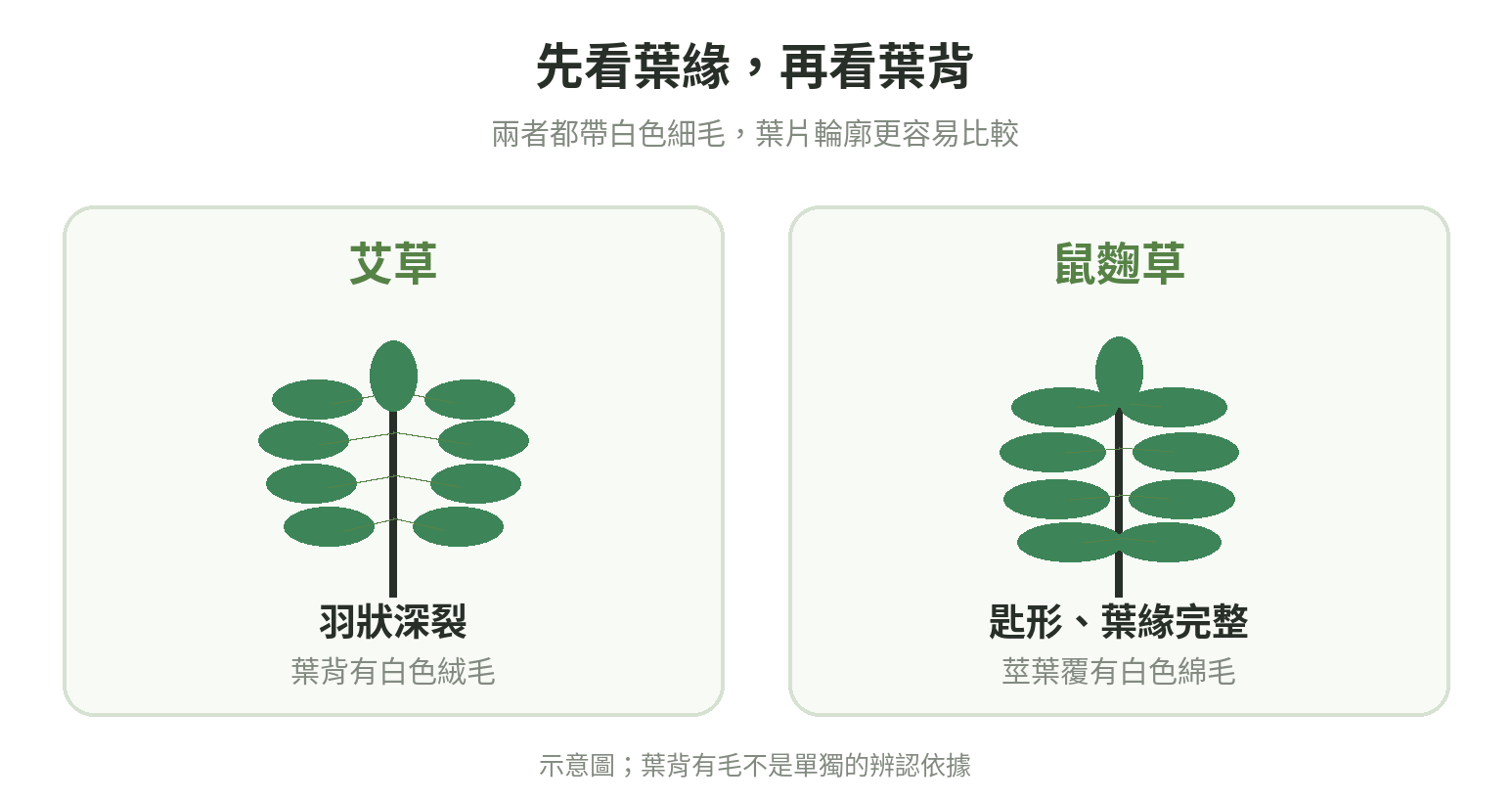 艾草與鼠麴草葉形示意:艾草葉片羽狀分裂,鼠麴草葉片匙形且葉緣完整;兩者都可能帶白色細毛,不能只看葉背顏色判斷。