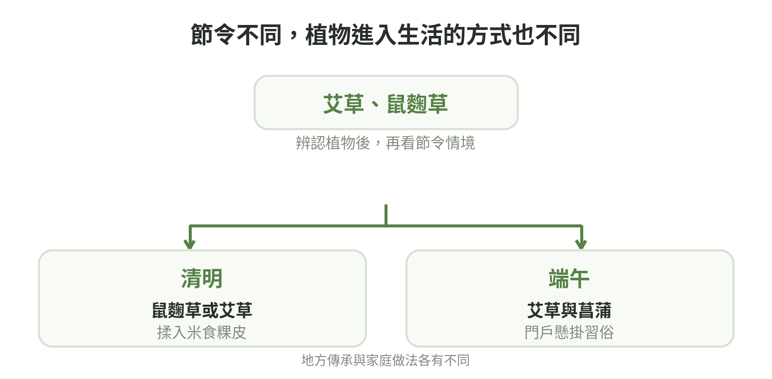 節令用草分流示意:清明連結以鼠麴草或艾草製作米食粿皮;端午連結懸掛艾草的民間習俗,兩種用法依地方傳承而異。