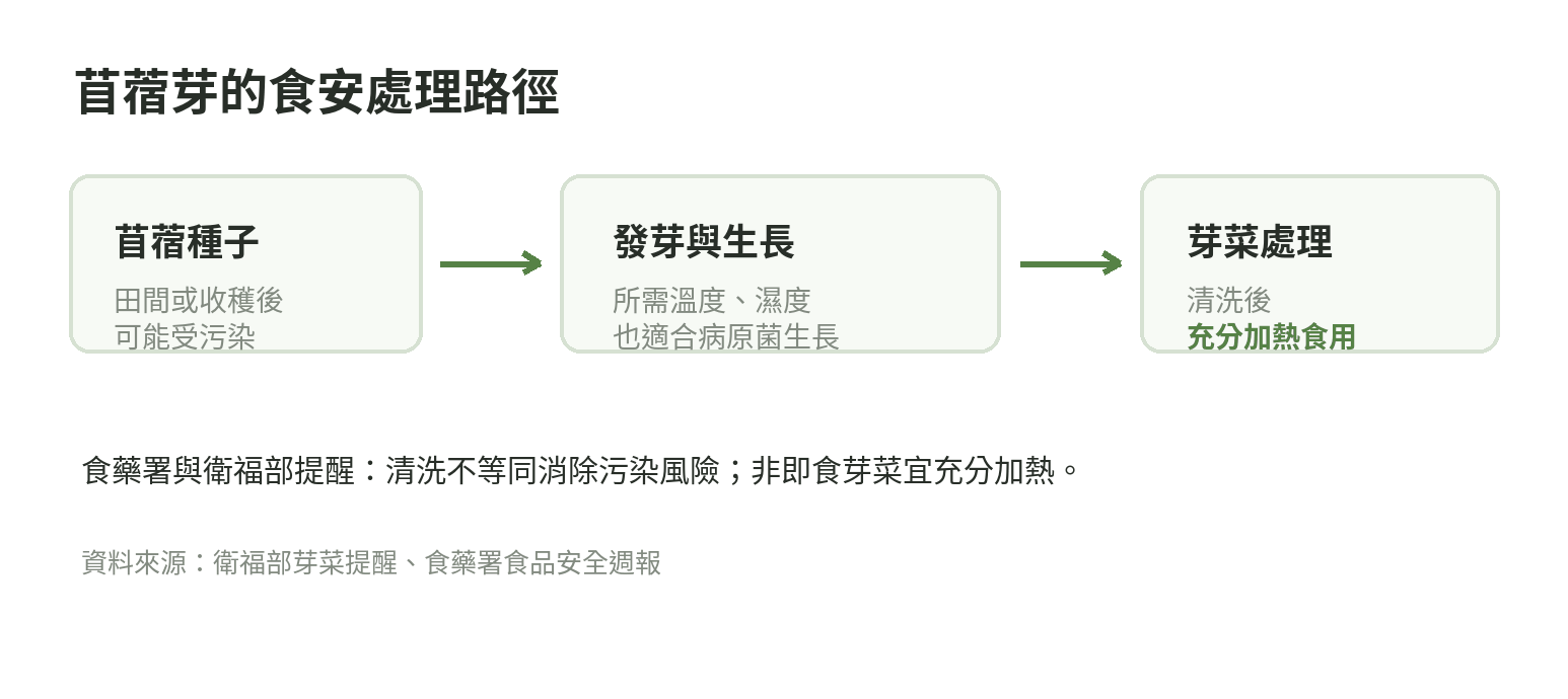 苜蓿種子發芽成為芽菜的過程中,污染可能來自種子或生產處理環節,清洗後仍可選擇加熱食用