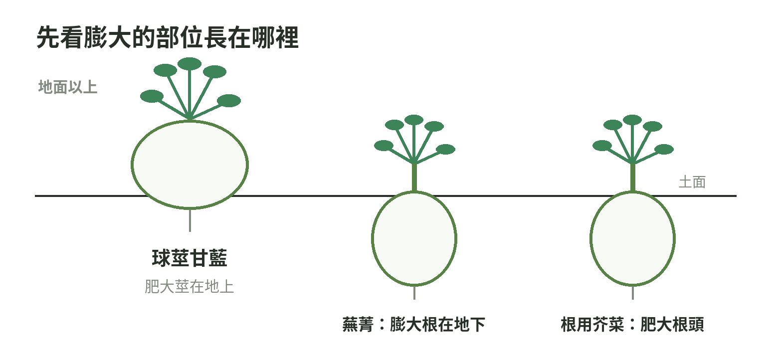 球莖甘藍、蕪菁與根用芥菜膨大部位示意：球莖甘藍的莖長在土面以上，蕪菁與根用芥菜的肥大食用部位在土面以下。