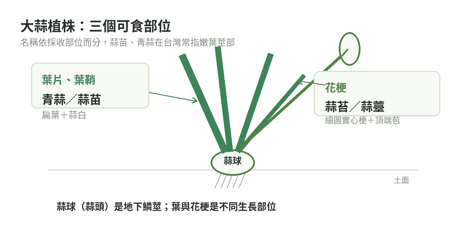 大蒜植株可食部位示意:地下蒜球是蒜頭,地上扁葉和葉鞘是青蒜或蒜苗,細圓花梗是蒜苔。