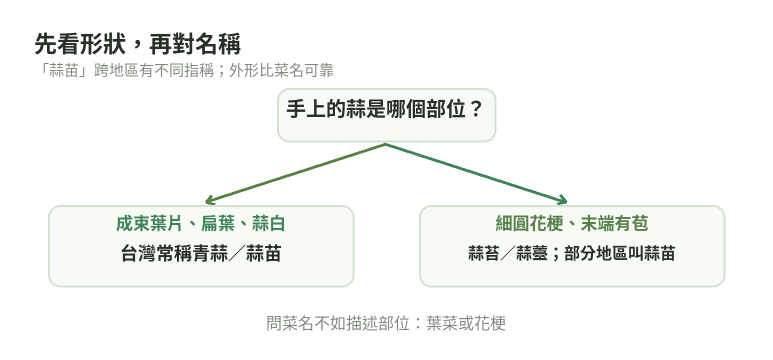 蒜苗名稱辨認流程:扁葉和蒜白在台灣常稱青蒜或蒜苗;細圓花梗帶苞為蒜苔。