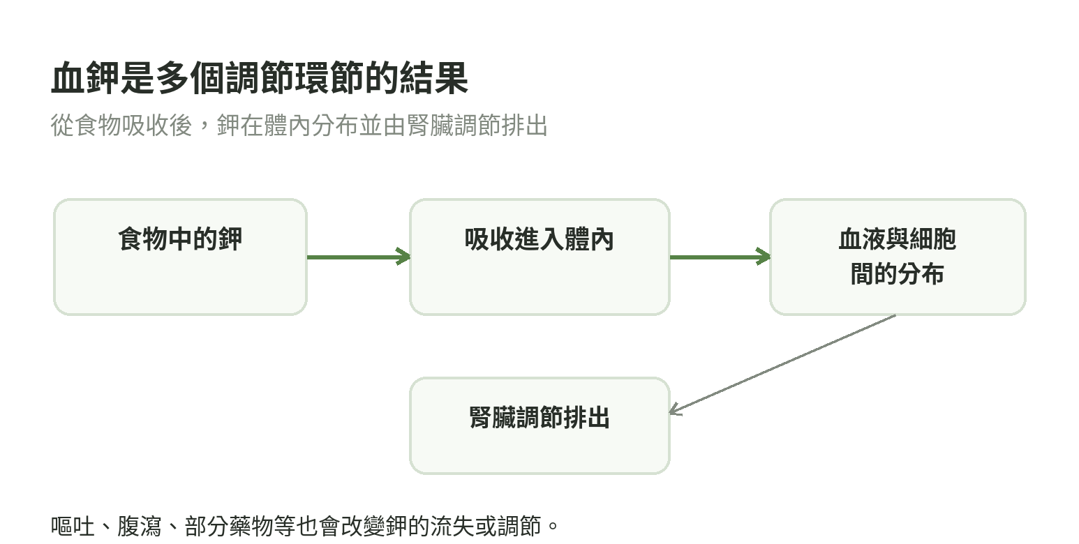 食物中的鉀進入體內後,血鉀會受細胞內外分布與腎臟排出等因素調節;進食時間不是血鉀結果的直接判斷方式。