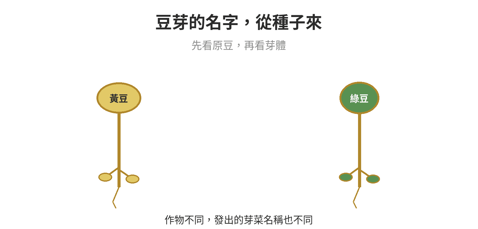 黃豆與綠豆各自發芽成為黃豆芽與綠豆芽的示意圖