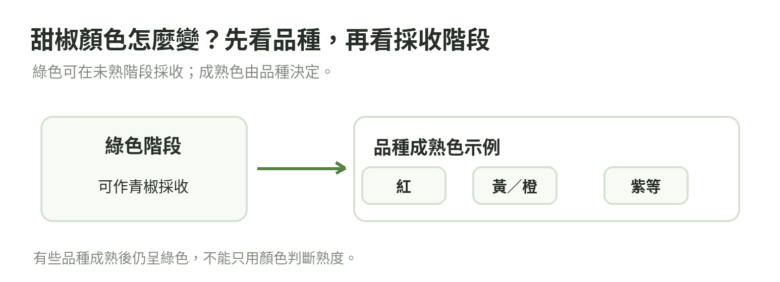 甜椒從綠色採收到品種成熟色的顏色階段示意,說明青椒常是未熟採收,成熟色依品種而異。