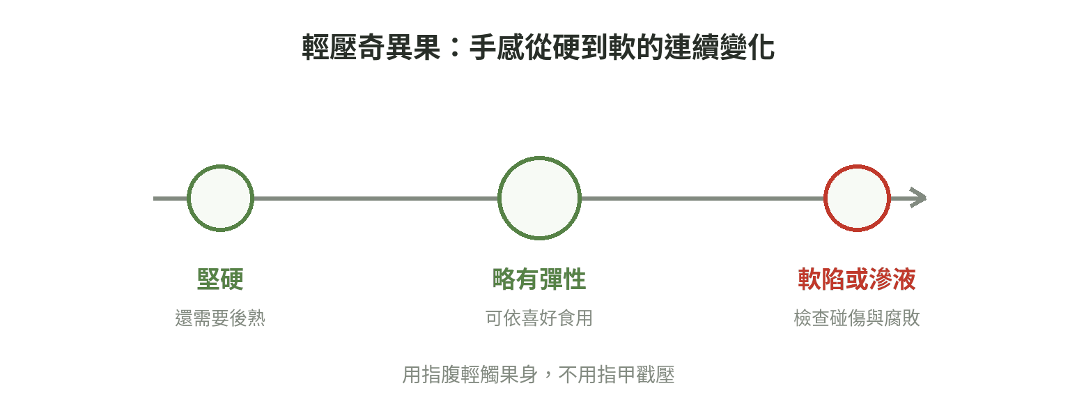 奇異果從堅硬、略有彈性到過軟的成熟觸感連續示意圖