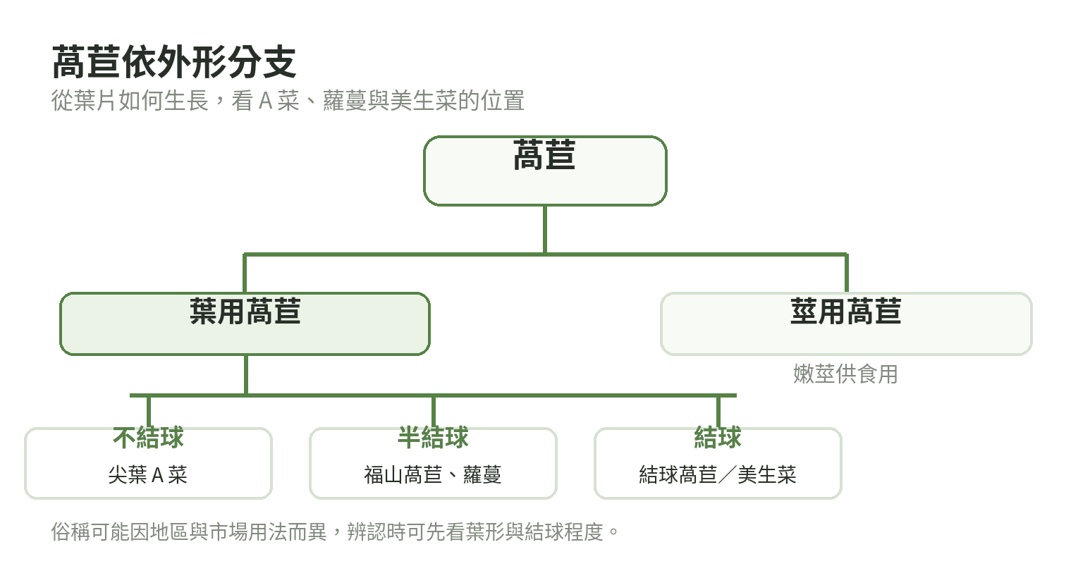 萵苣分類分支圖:葉用萵苣分為不結球、半結球與結球,另有嫩莖萵苣