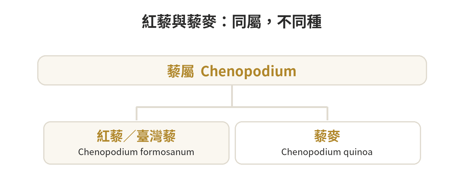 紅藜與藜麥的分類關係示意:兩者同屬藜屬,但各自是不同物種