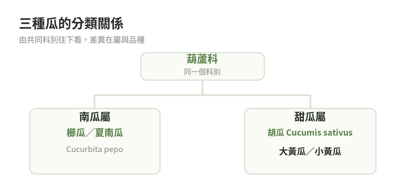 櫛瓜屬南瓜屬,大黃瓜與小黃瓜同屬胡瓜的分類關係