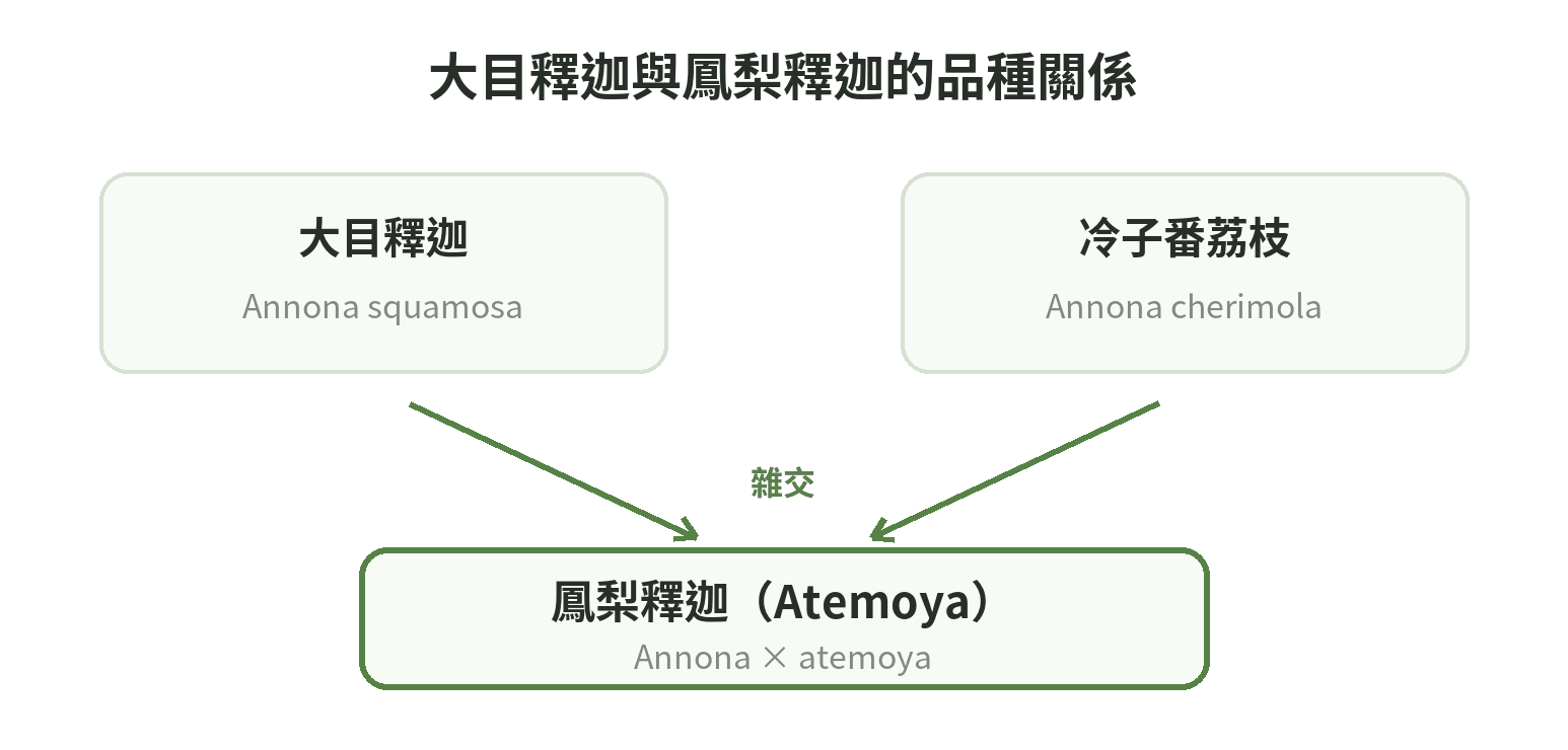 品種關係示意：大目釋迦與冷子番荔枝雜交形成鳳梨釋迦