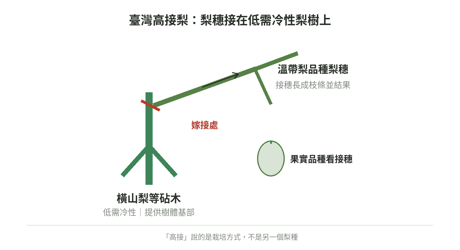 臺灣高接梨示意圖:橫山梨等砧木承接溫帶梨品種的梨穗,嫁接後由接穗枝條結果