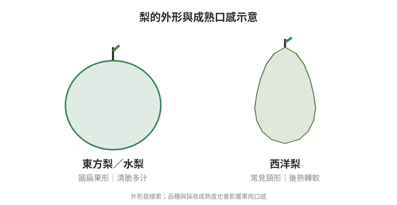 東方梨與西洋梨外形示意:東方梨較圓扁並呈清脆多汁口感,西洋梨常見頸形且後熟轉軟