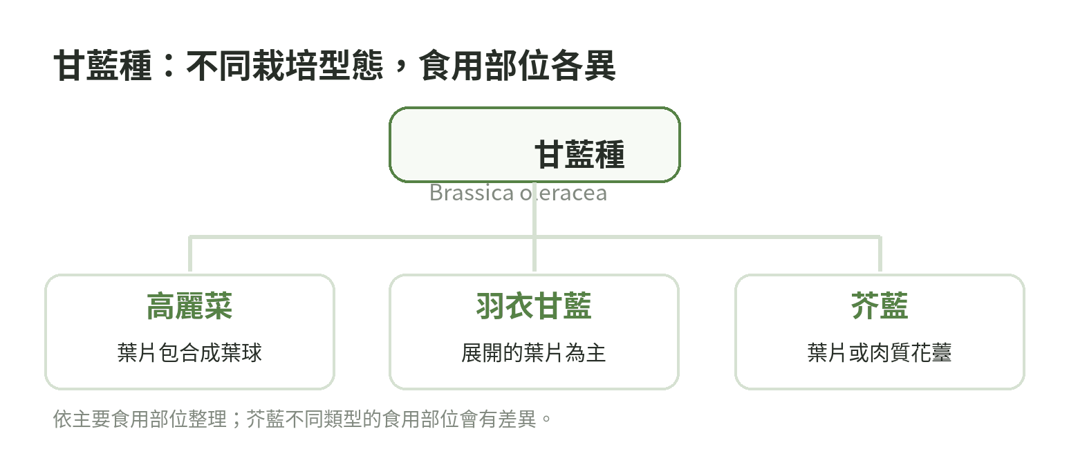 甘藍種依主要食用部位分成結球高麗菜、以葉片為主的羽衣甘藍,以及食用葉片或肉質花薹的芥藍